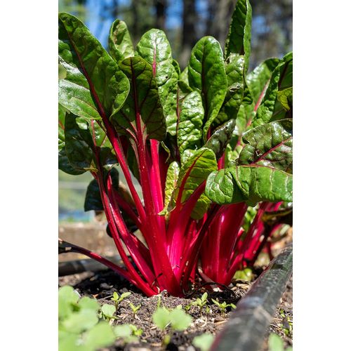 Horton, Janet 아티스트의 Issaquah-Washington State-USA Over-wintered Ruby Red Chard plants작품입니다.